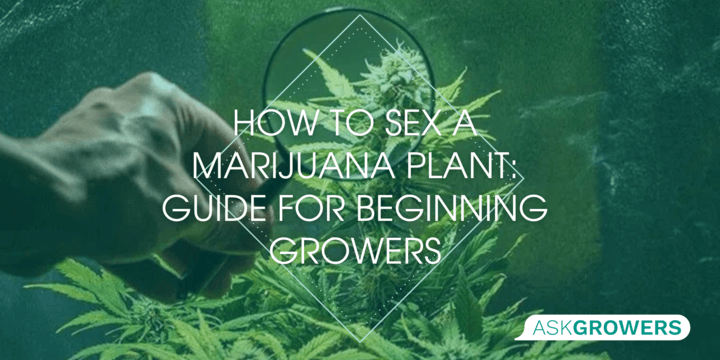 How to Sex a Marijuana Plant: Guide for Beginning Growers